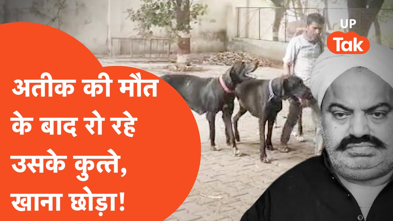 Atiq Ahmad News: अतीक अहमद की मौत के बाद क्या है उनके डॉग्स का हाल?
