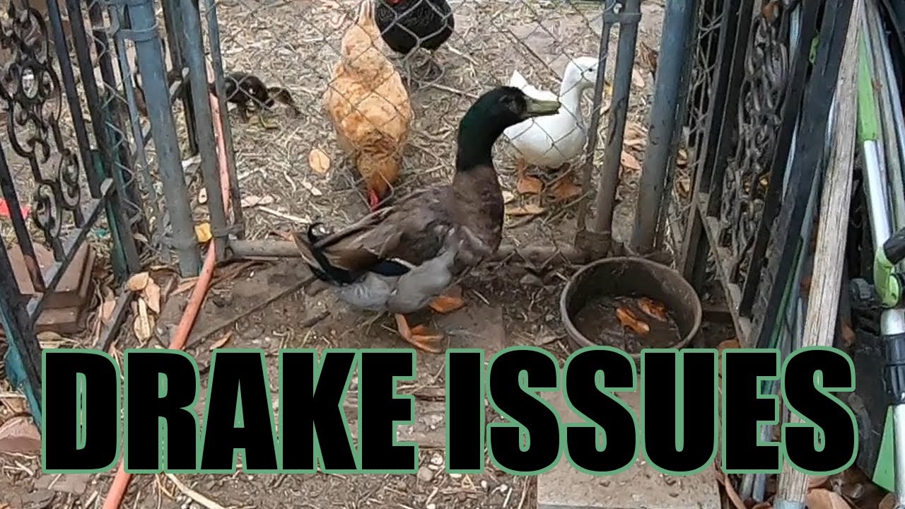 Male duck issues
