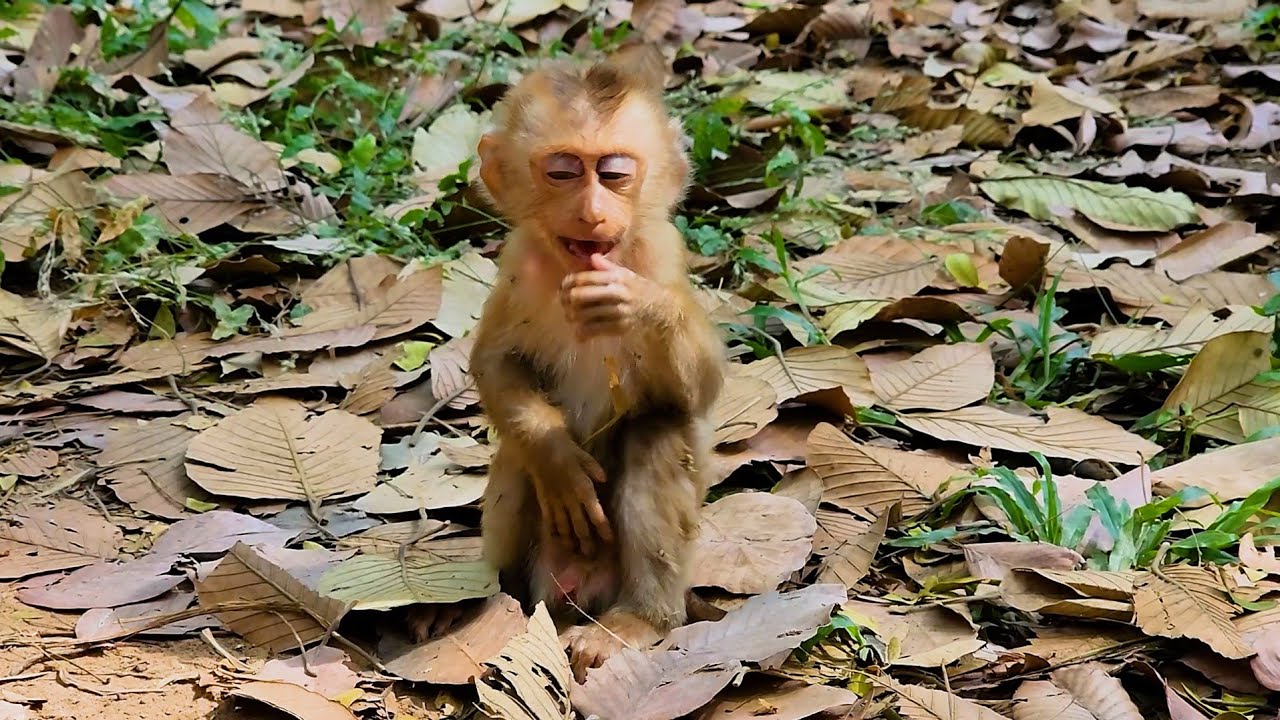 Orphan monkey need help