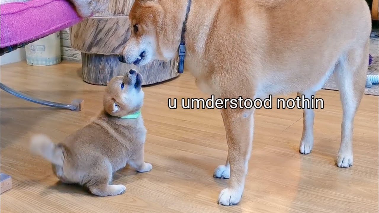 Puppy Pupsets his Daddo