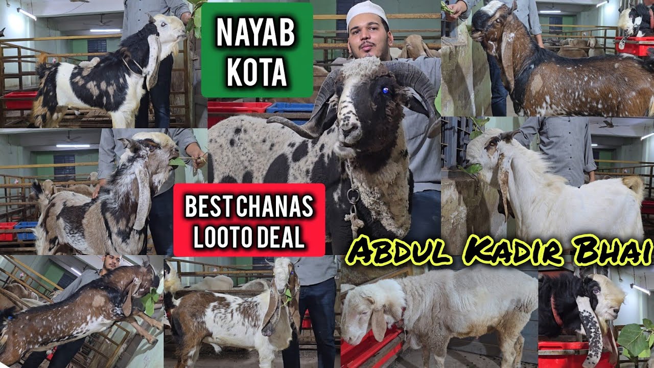 Dhamaka Quality Offer🔥Nayab Kota Goats Chanas🤯Looto Aur Shouk Karo || JK Goat Farm Bhiwandi Mumbai||
