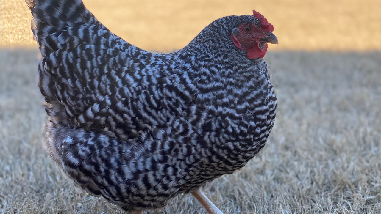 Dominique chicken breed review backyard Chicken