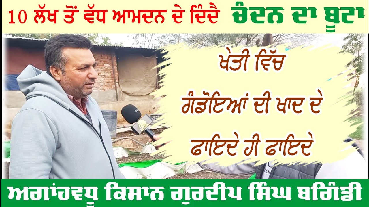 10 ਲੱਖ ਰੁਪਏ ਤੋਂ ਵੱਧ ਆਮਦਨ ਦੇ ਦਿੰਦਾ ਹੈ ਚੰਦਨ ਦਾ ਬੂਟਾ  | Punjab Explore