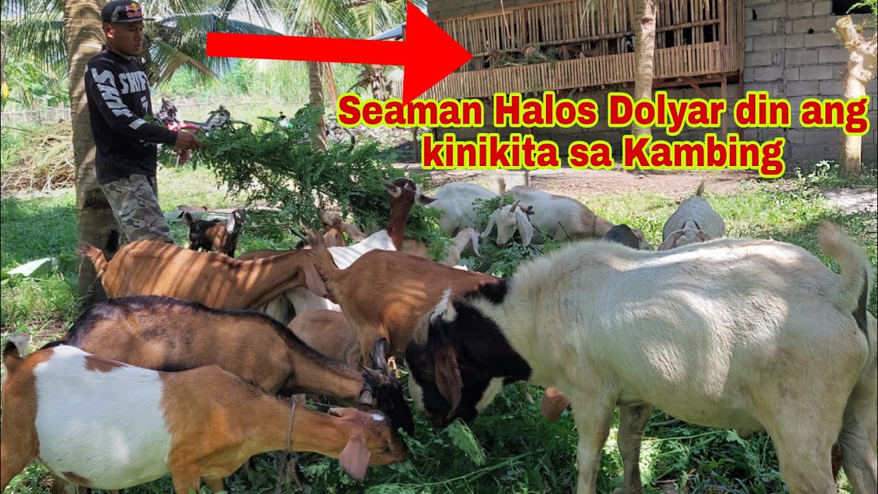 Gaano Kabilis Kumita sa Pag-aalaga ng Kambing? Halos walang Gastos!