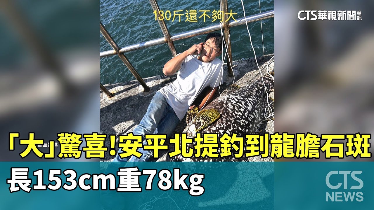 「大」驚喜！安平北提釣到龍膽石斑　長153cm重78kg｜華視新聞 20251104 @CtsTw