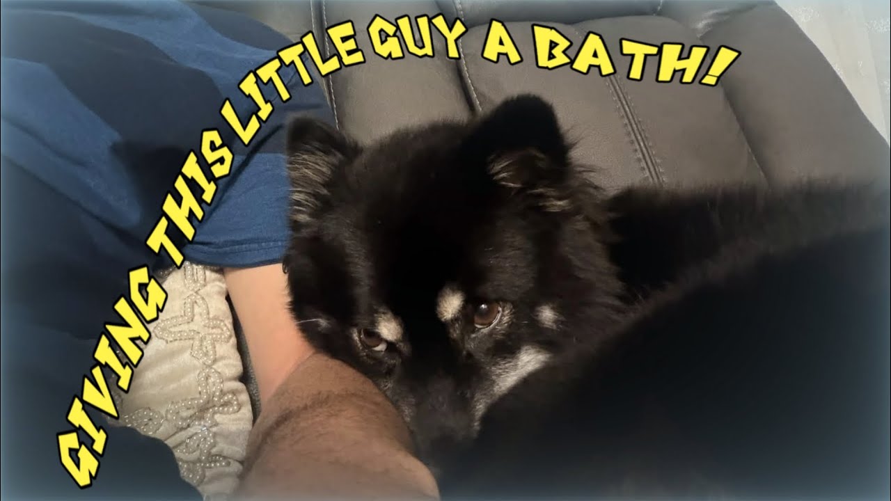 Giving my shy dog a bath!! #maxtheshibainu #joybomb #joybomber 