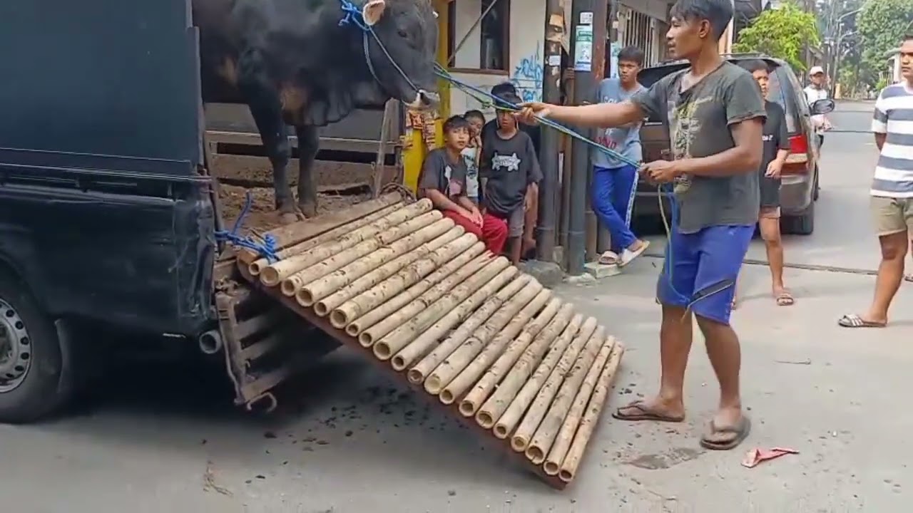PROSES PENURUNAN SAPI QURBAN MUSHOLLA AL BAROKAH CENGKARENG TIMUR 2025