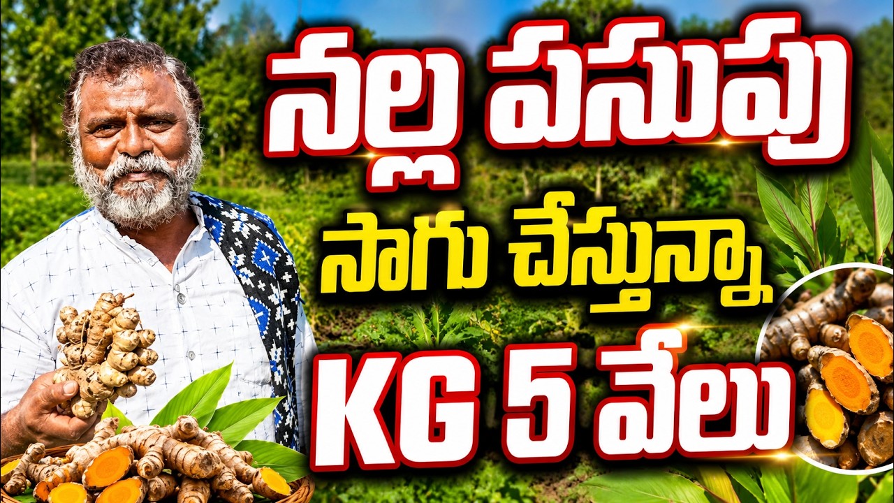 black turmeric | bhumiputhra telugu