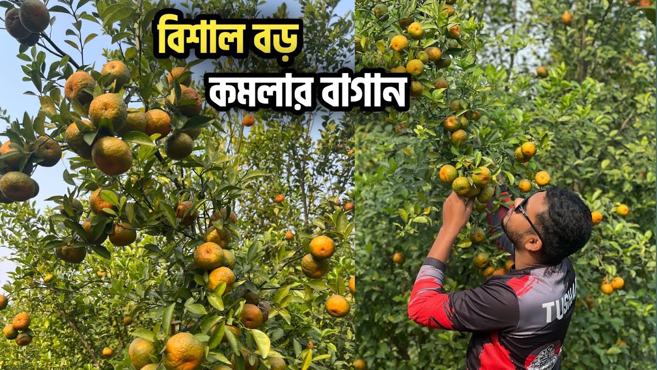 বিশাল বড় কমলার বাগান। অরেঞ্জ ভ্যালি দিনাজপুর। 