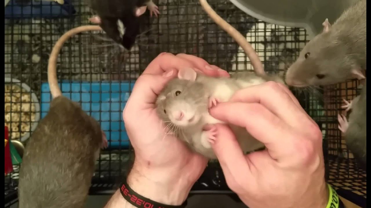 Capone's Tummy Rubs