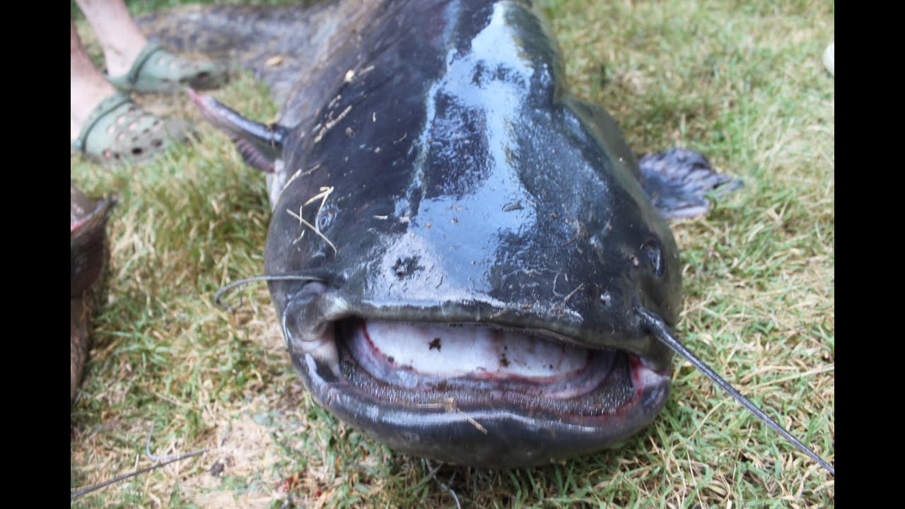 RZECZNE POTWORY /  RIVER MONSTER   Silurus glanis