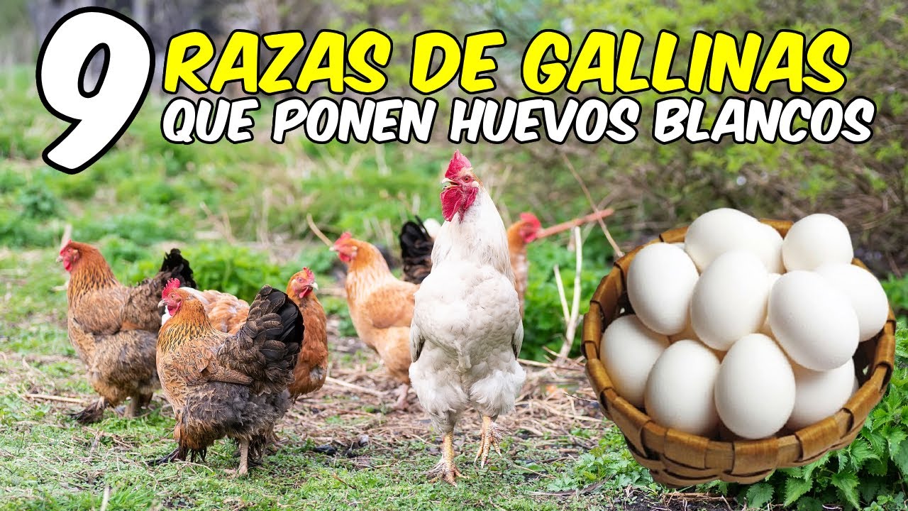 9 Razas de gallinas que ponen huevos blancos