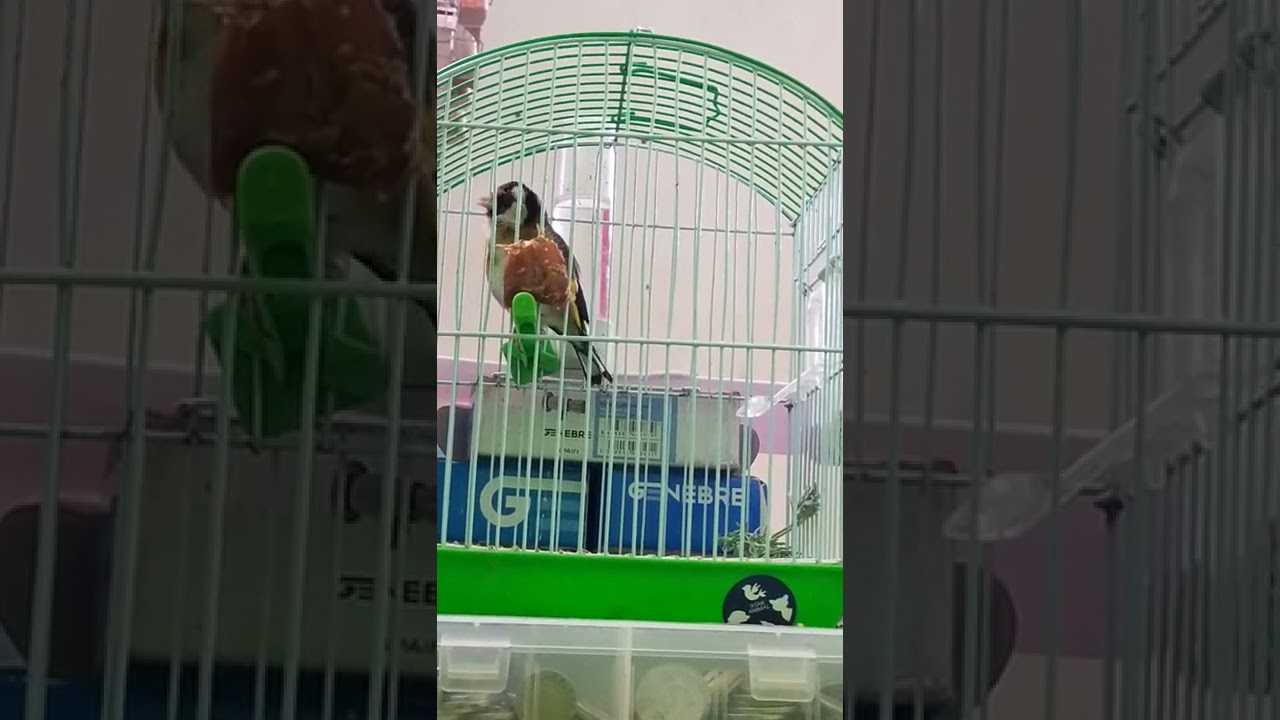 stayla, oiseau,الحسون تغريد