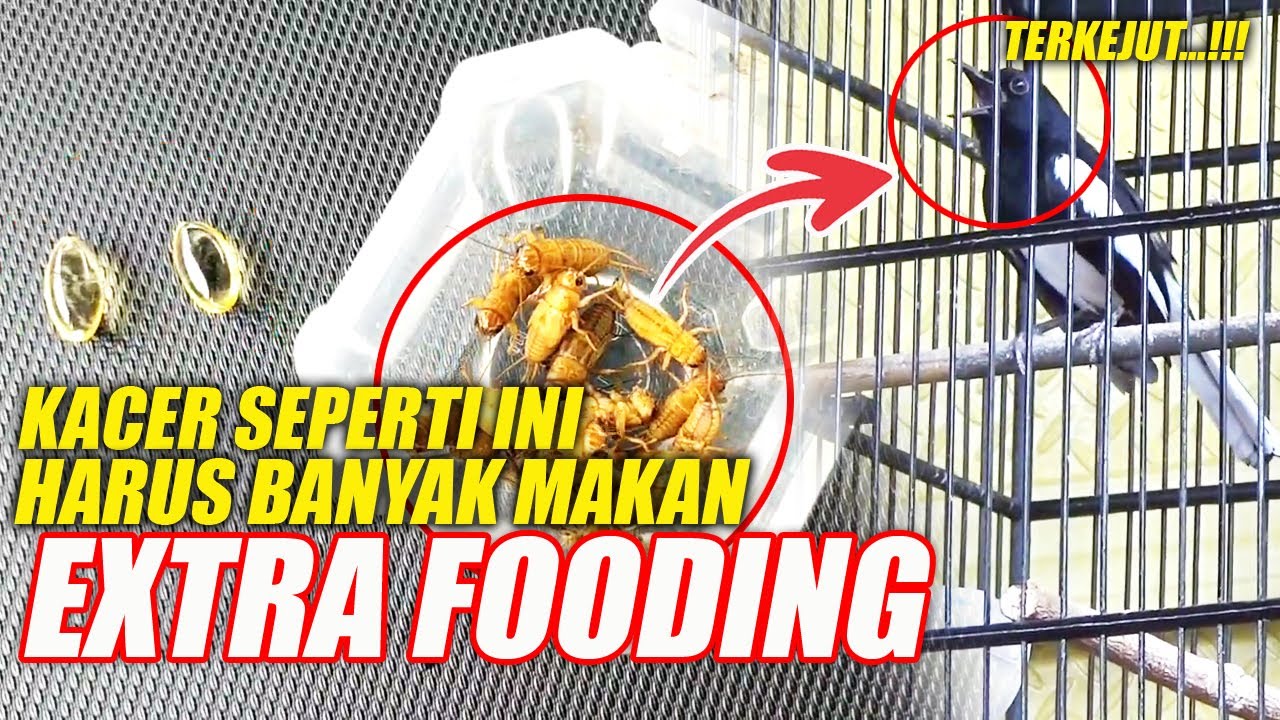 TAHAP 3 : KACER INI HARUS BANYAK MAKAN EXTRA FOODING | MERAWAT KACER GACOR - DR KACER