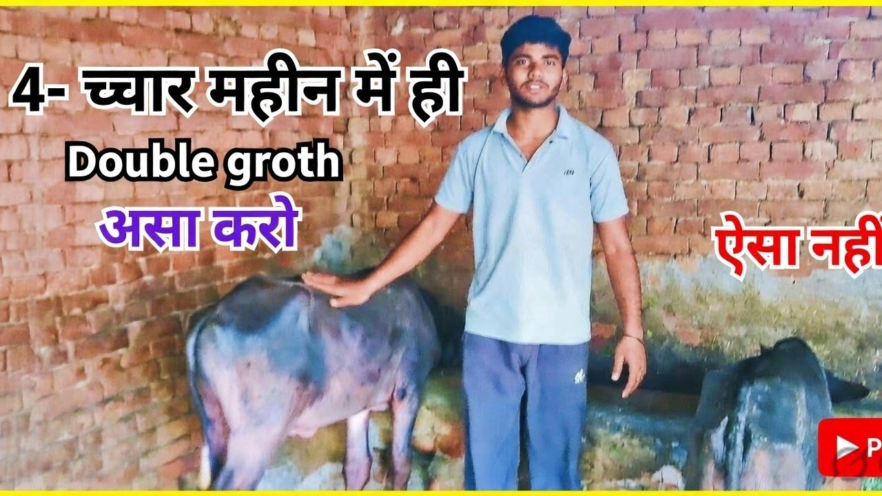 अपने कटड़ा कटिया की groth भाड़िए|| साल भर मैं ही तकड़ा झोटा या झोटी बनाए ||@mavi_farming_bali 