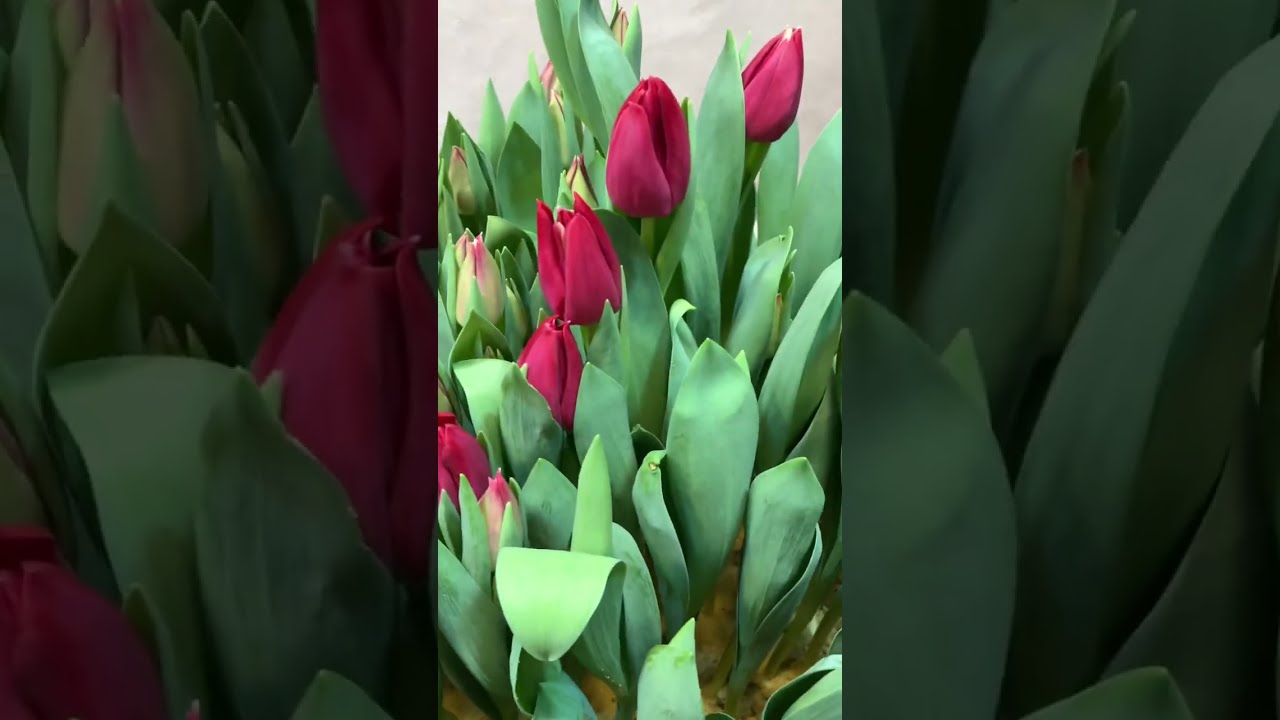 Сбор тюльпанов