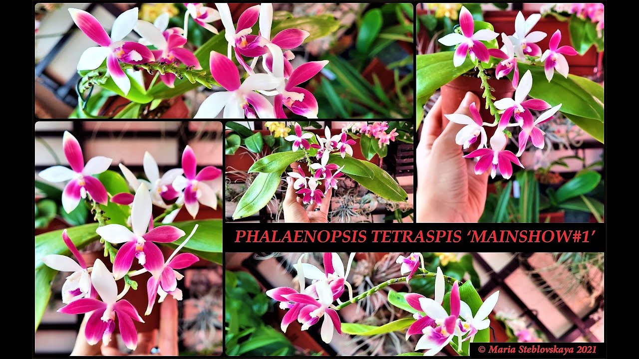 Цветение Phalaenopsis tetraspis 'Mainshow#1'