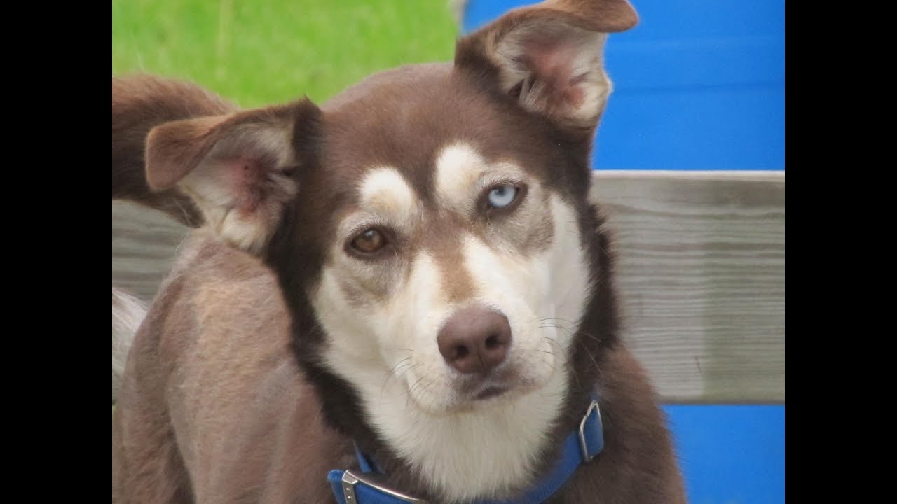Labsky : Labrador + Husky
