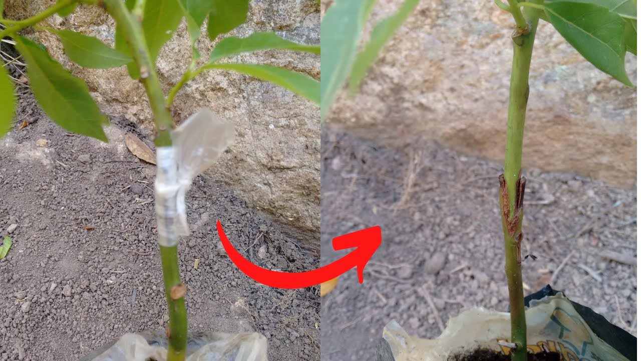Qual o momento certo para retirar a fita de enxertia dos enxertos