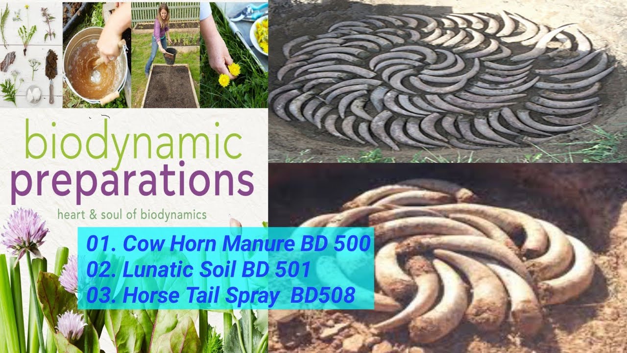 How to Prepare BD 500-508 | Cow Horn Manure | Lunatic Soil | Biodynamic Farming | Modern Agriculture