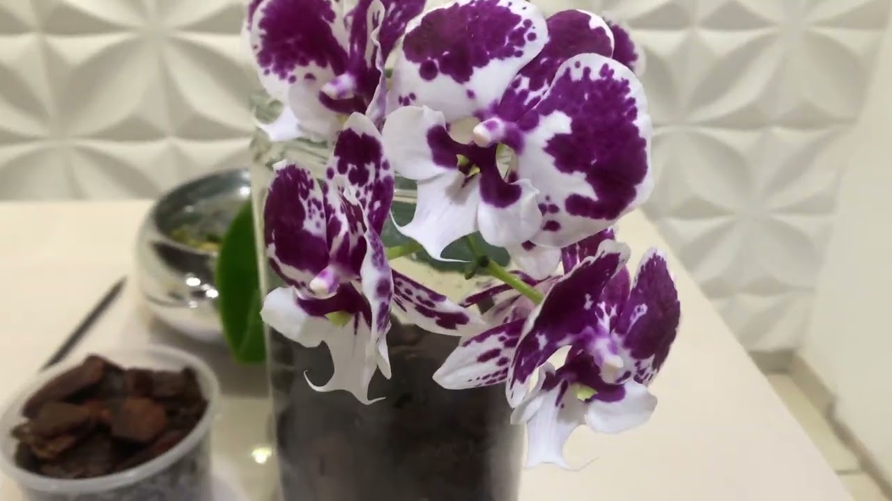 🔴 Cultivo de Orqu&iacute;dea No Vidro , vem Comigo ￼ Acompanhar Minha Nova Experi&ecirc;ncia 🌸🌸🌸