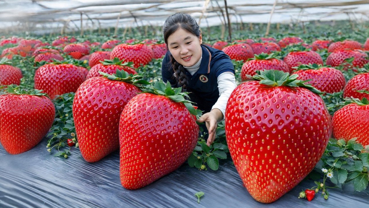 Harvesting over +1000 strawberries to sell at the market 🍓 Made candy from strawberries 🍓🍓🍓