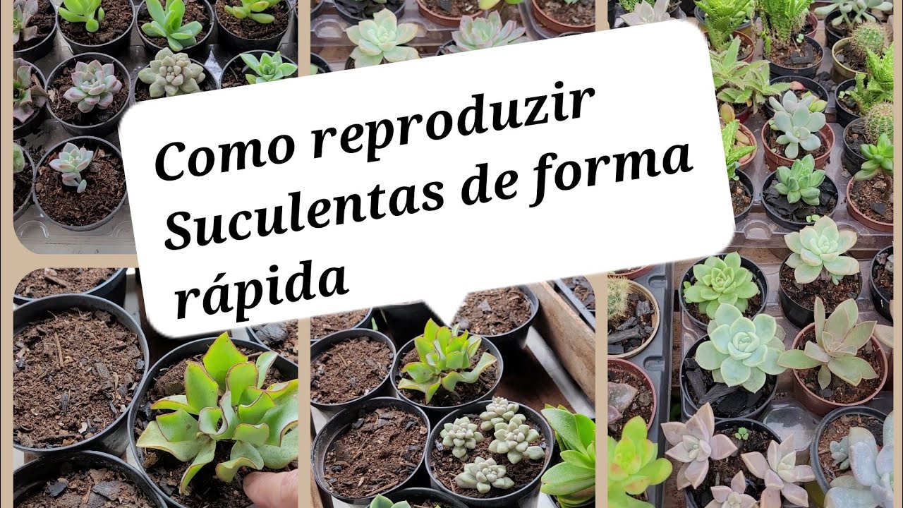 QUER APRENDER COMIGO COMO FAÇO MUDAS DE  SUCULENTAS DE FORMA RAPIDO E SEM FRESCURA
