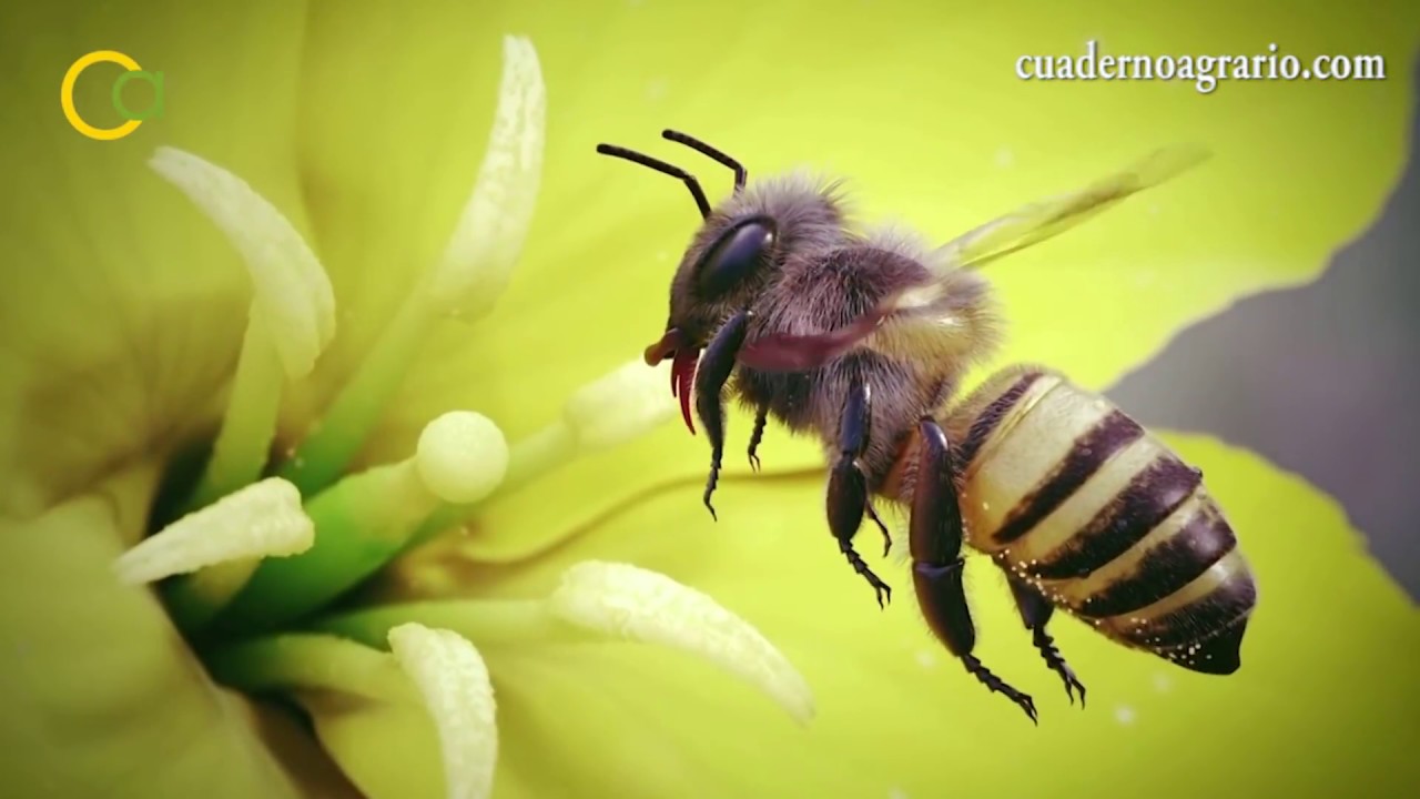 Prohibición de uso de neonicotinoides en Europa
