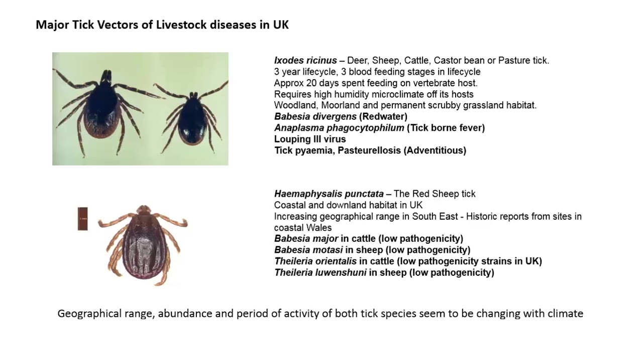 Tick Borne Diseases in livestock