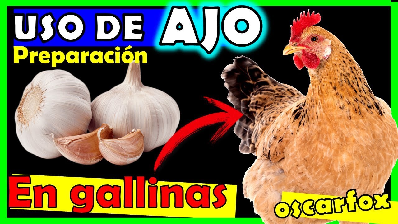 DOSIS de AJO para Gallos, gallinas y pollos 💝 PREPARACIONES, USO remedio natural
