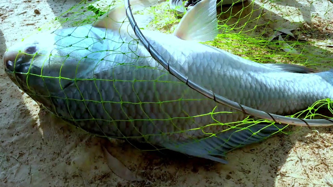 ২৫ হাজার টাকা টিকেটে বড় কাতল শিকার। Big catla (katla) fishing I Amazing bocha catla fish hunting 🎣