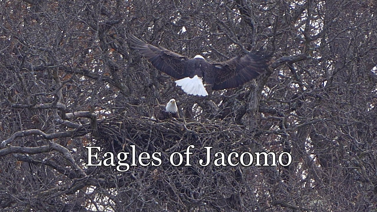 Eagles of Jacomo