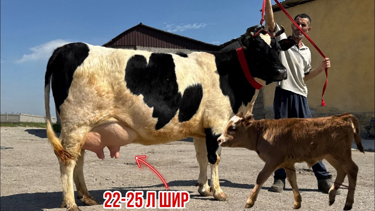 25-л ШИР МОЛҲОИ  АКАИ БЕК-НАЗАР 3 апреля 2026 г.