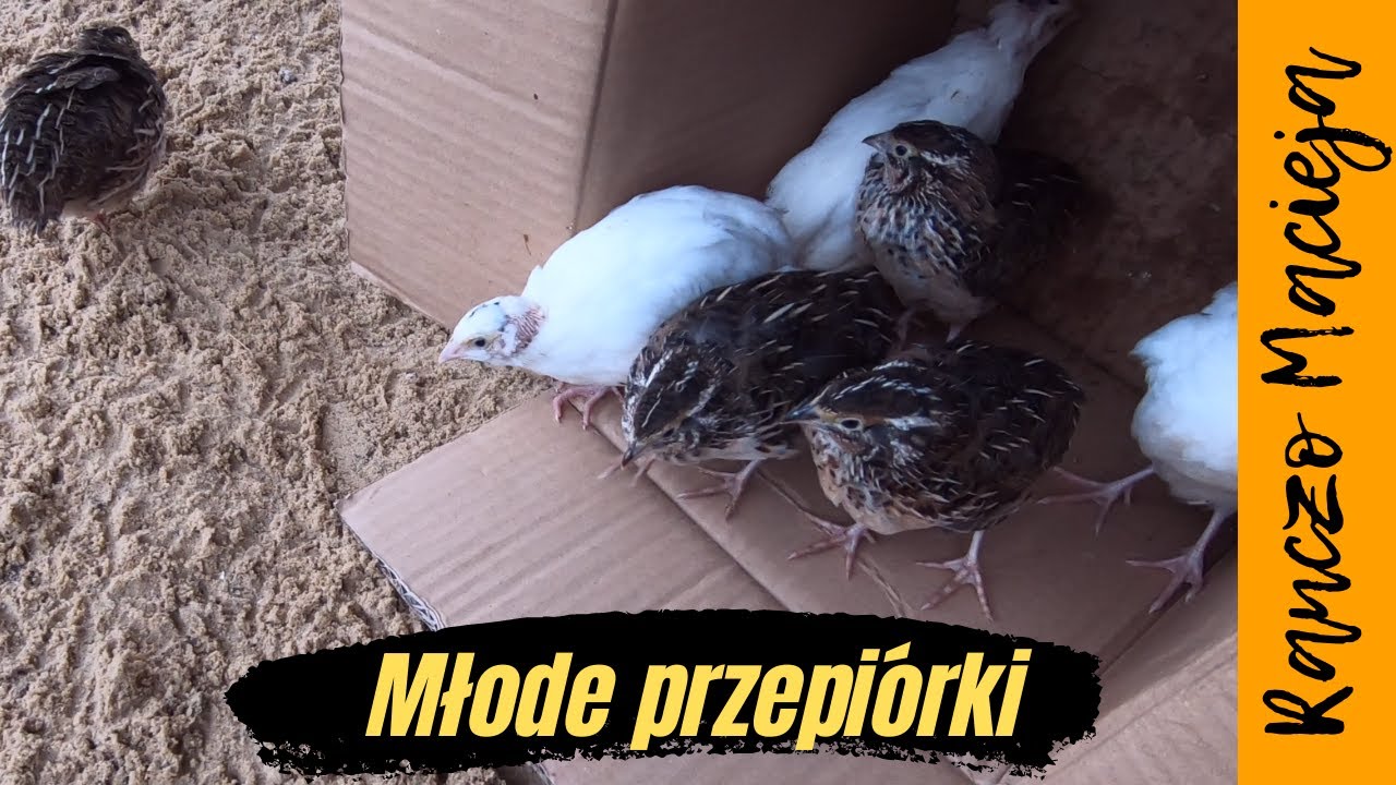 Młode przepiórki na zewnętrznym wybiegu #245
