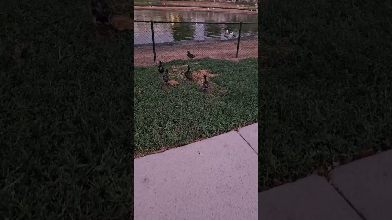 "Waddling their way into your heart!