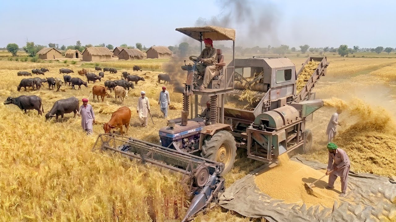 Al-Ghazi and Fiat 480 Tractor High-Speed Wheat Reaper Performance | 2026 Harvesting | 4K Ultra HD