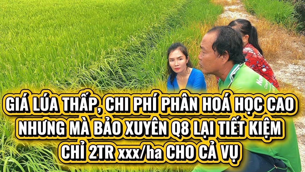 GIÁ PHÂN THUỐC NGÀY CÀNG TĂNG CAO MÀ BÊN BẢO XUYÊN Q8 LẠI TIẾT KIỆM, BÀ CON VỀ ĐỘI CÙNG EM