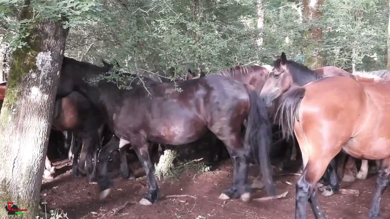 The Horse Ethogram: courtship - corteggiamento