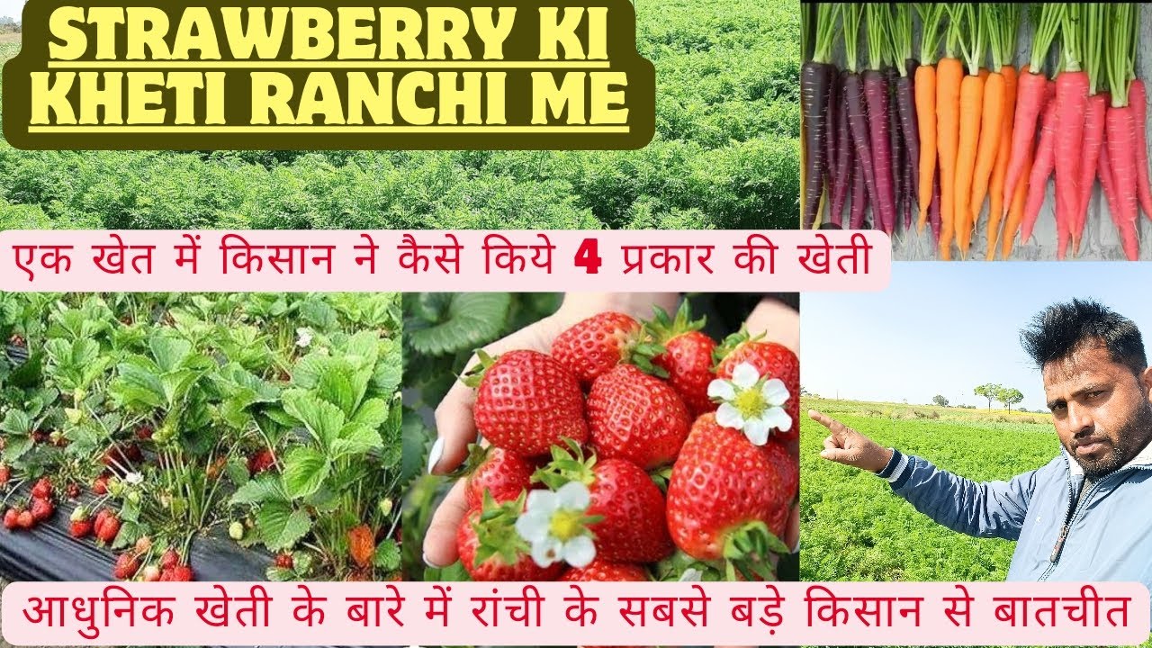 STRAWBERRY KI KHETI RANCHI ME