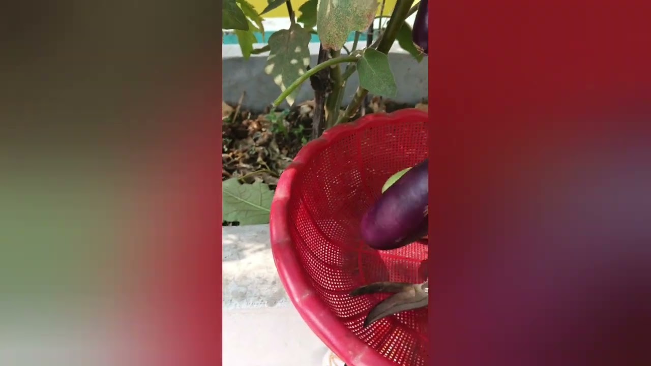 ছাদ বাগান থেকে অর্গানিক কিছু শাক সবজি বাজার করলাম 🍆🍅🌶️