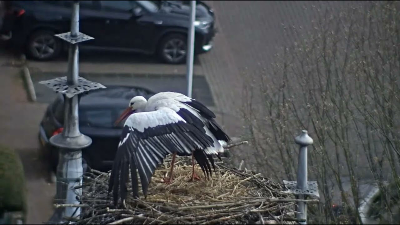 😨Ranny bocian po walce - Ooievaars IJsselstein, NL - 31.03.2026