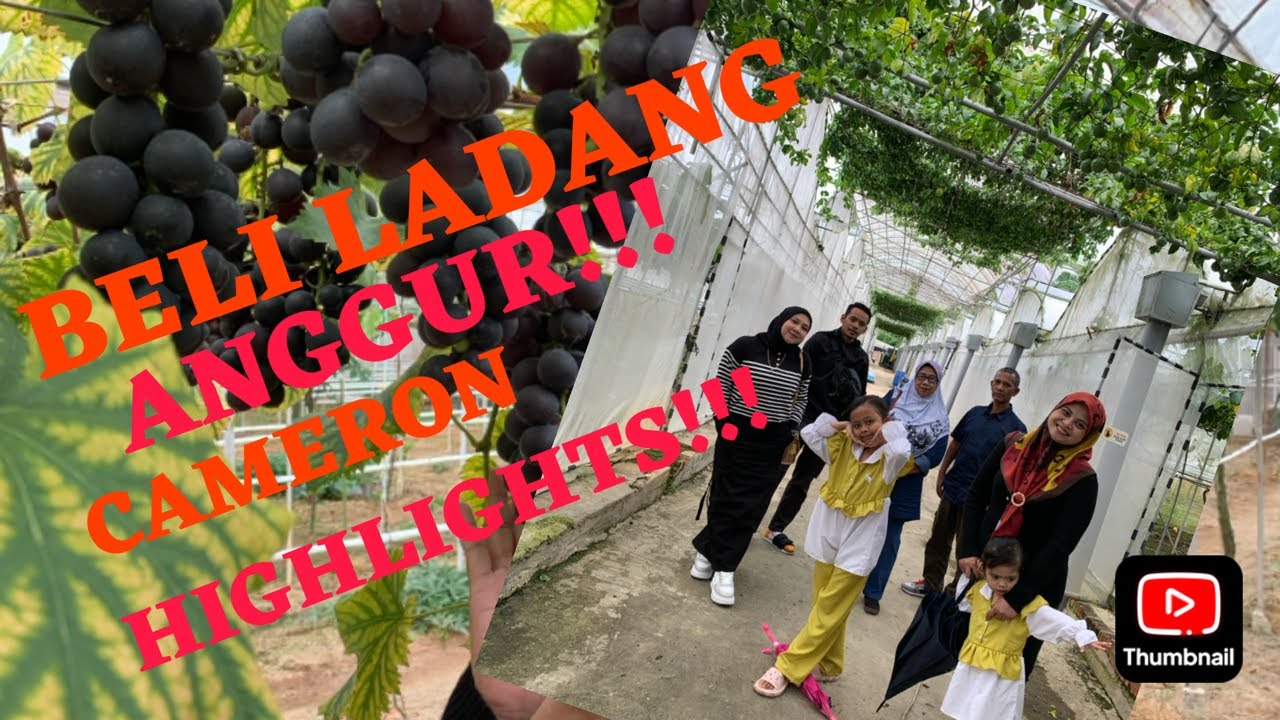 PART 3 LADANG ANGGUR CAMERON HIGHLIGHTS (ANGGUR KAYANGAN)