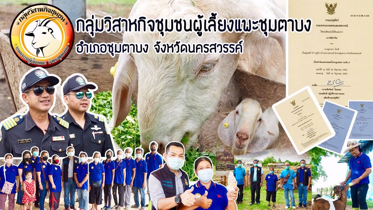 กลุ่มวิสาหกิจชุมชนผู้เลี้ยงแพะชุมตาบง อำเภอชุมตาบง จังหวัดนครสวรรค์
