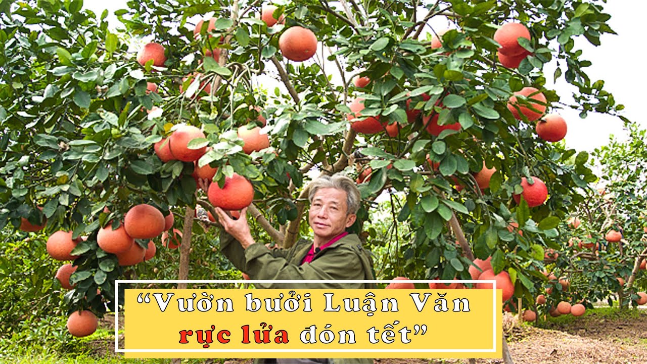 Vườn bưởi Luận Văn 