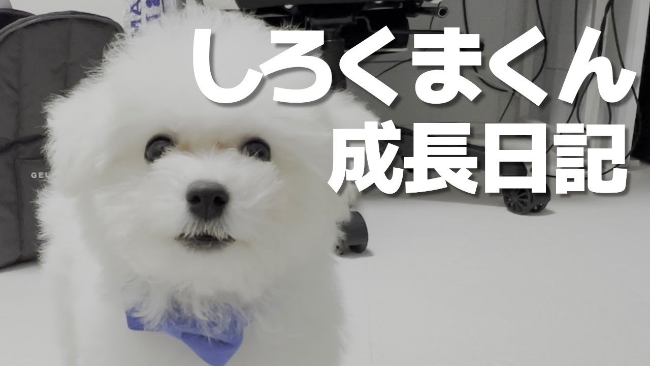首輪をつけて喜ぶ主と犬【ビションフリーゼ】