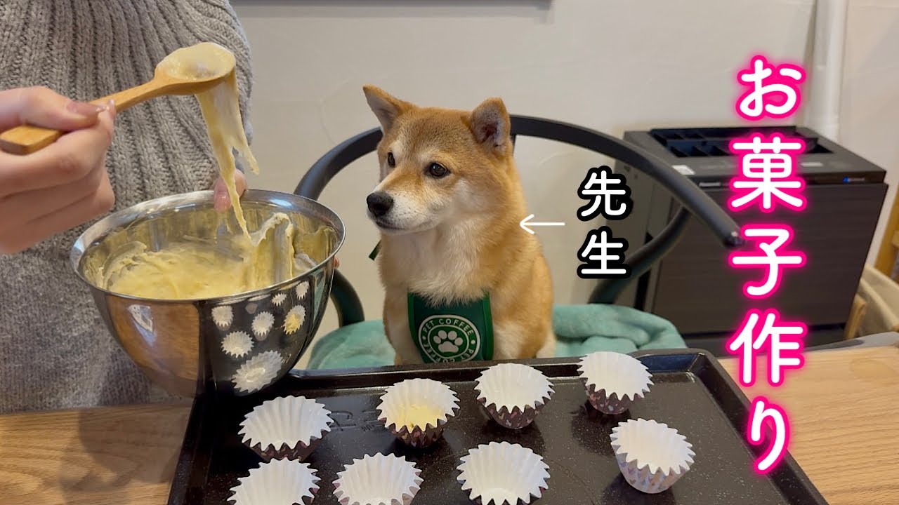 愛犬監修のバレンタインスペシャルケーキを作ったら先生の指導が可愛すぎました