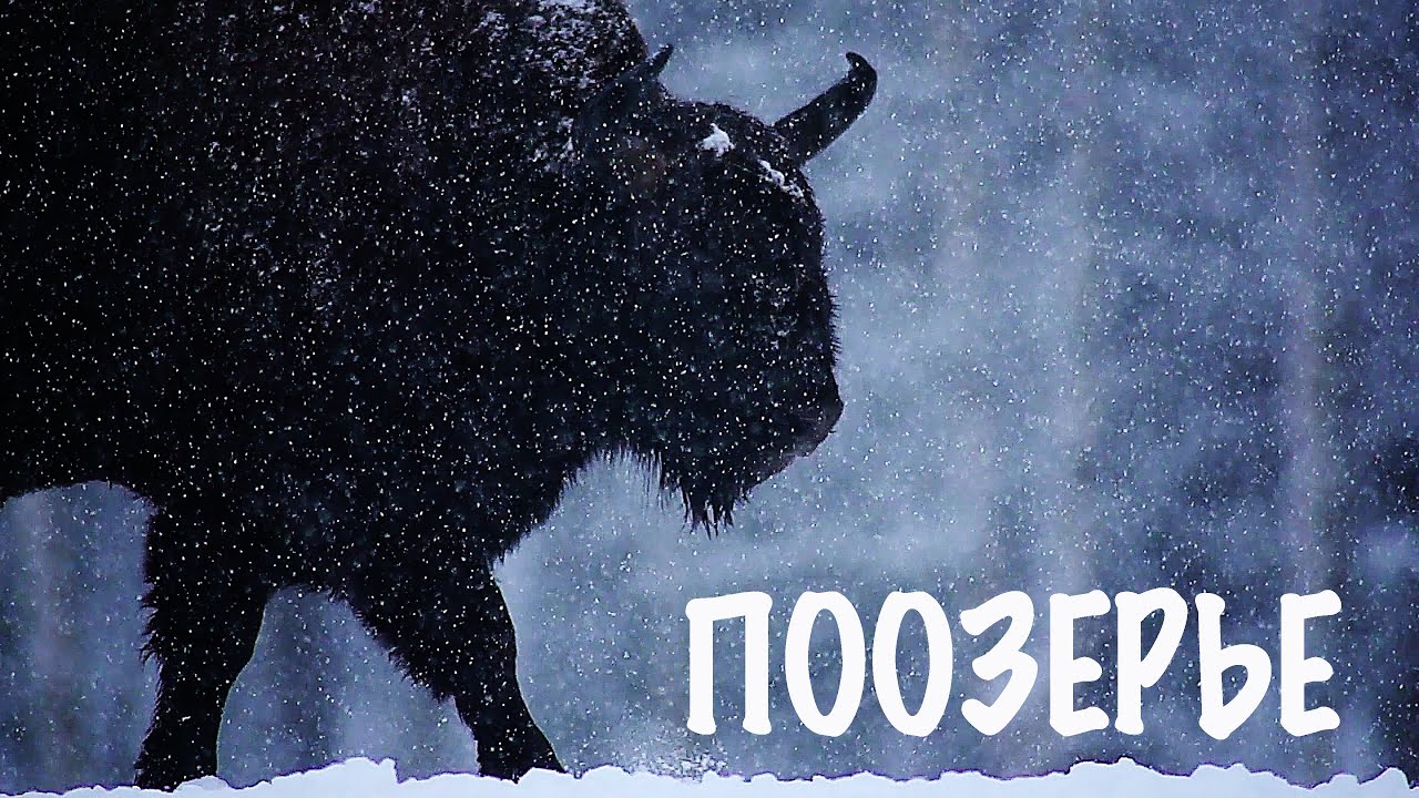 Поозерье: между реками Свольна и Нища | Film Studio Aves