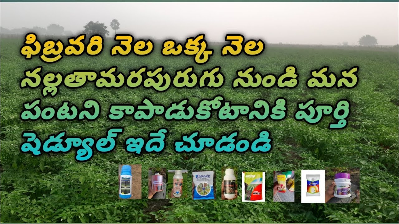 ఈ ఒక్కనెల#నల్లతామరపురుగు#దాడి నుండి మన# మిరపపంట# ని కాపాడుకోవటానికి నేనుచెప్పిన విధంగా చెయ్యండిచాలు 