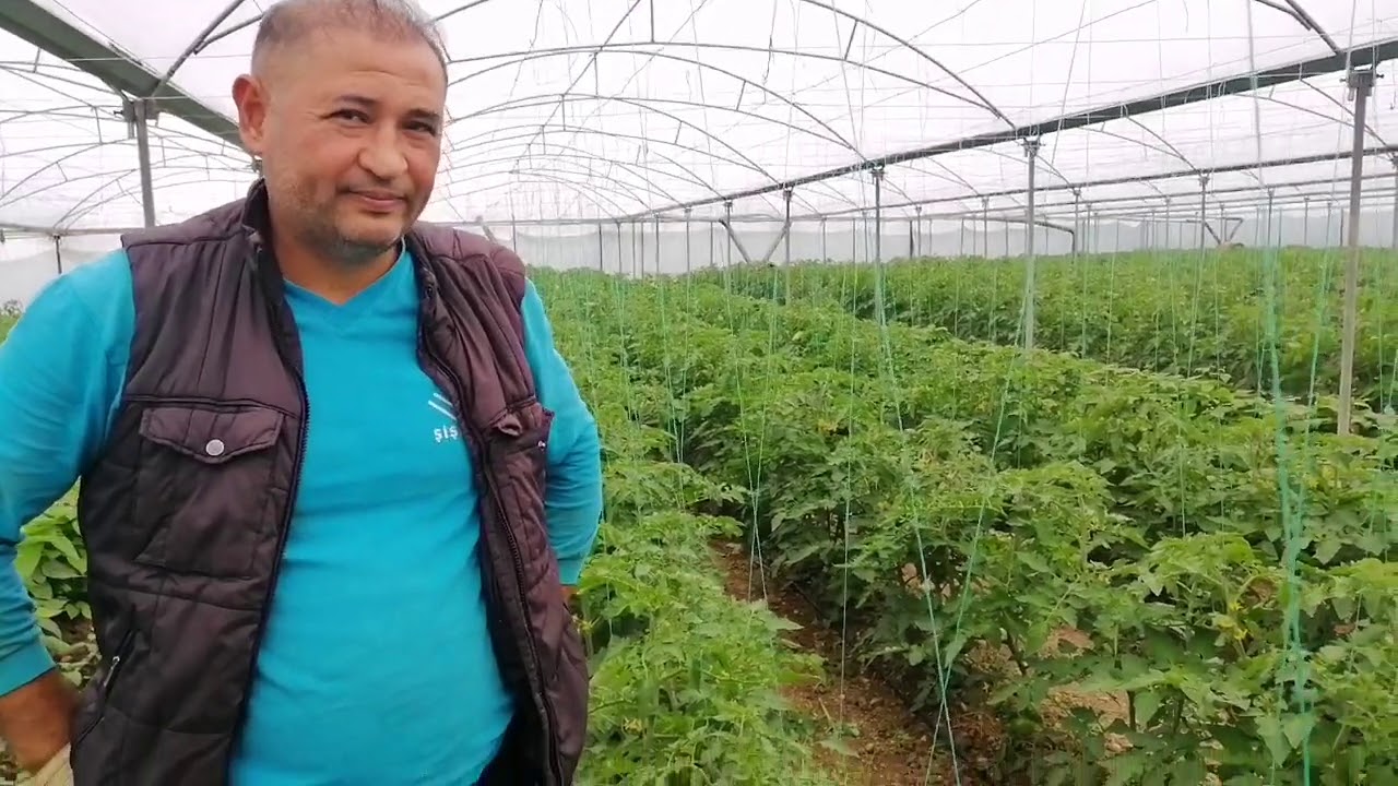 Kışlık serada köy tipi domates, maliyetler ve verimlilik