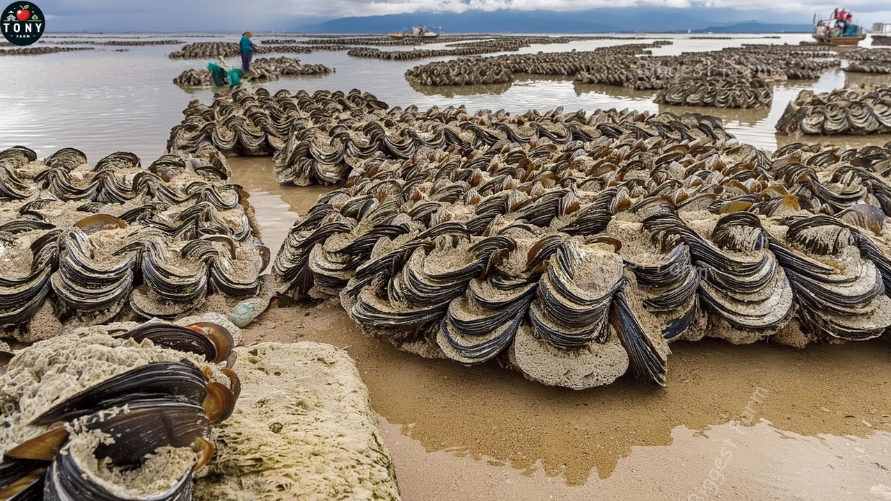 Japan How to harvest and process the world's rarest giant clam? | Giant Clam